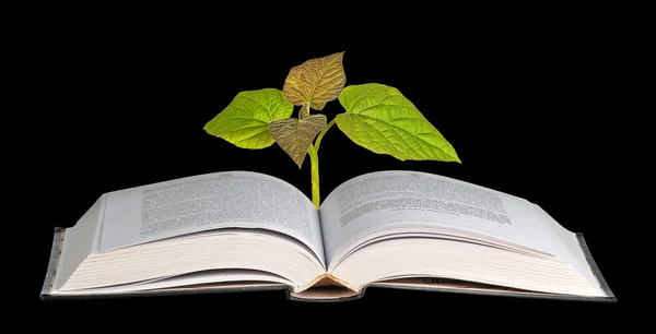 Sapling growing from open book — Stock Photo, Image