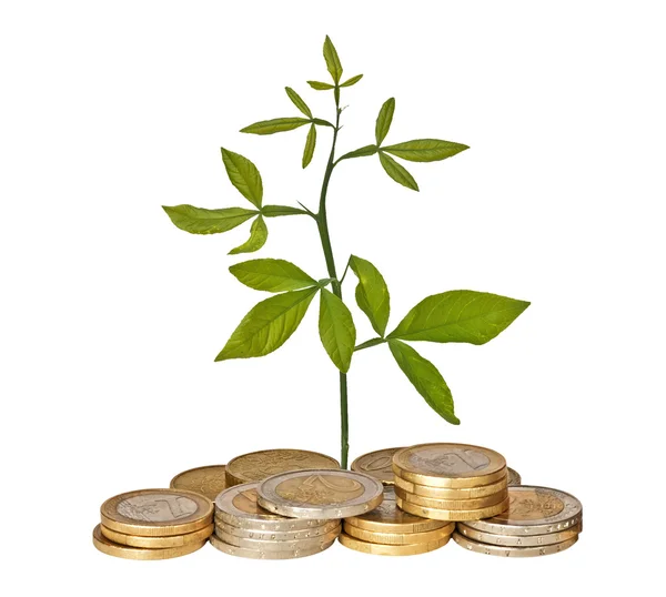 Plant growing from pile of coins — Stock Photo, Image