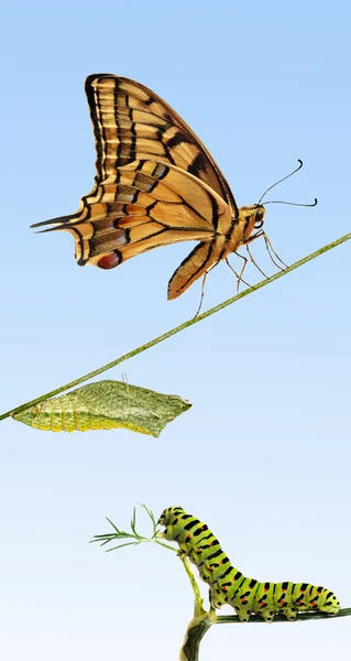 Gros plan sur la chenille, la chrysalide et le papillon hirondelle — Photo