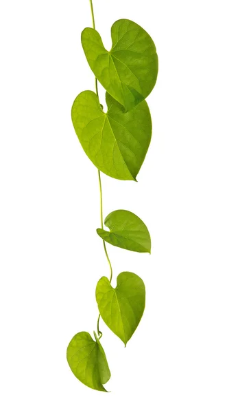Green vine — Stock Photo, Image
