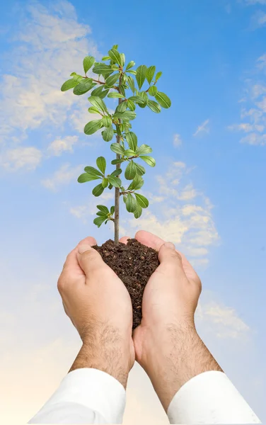 Seedling in hands — Stock Photo, Image