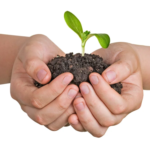 Seedling in hands — Stock Photo, Image