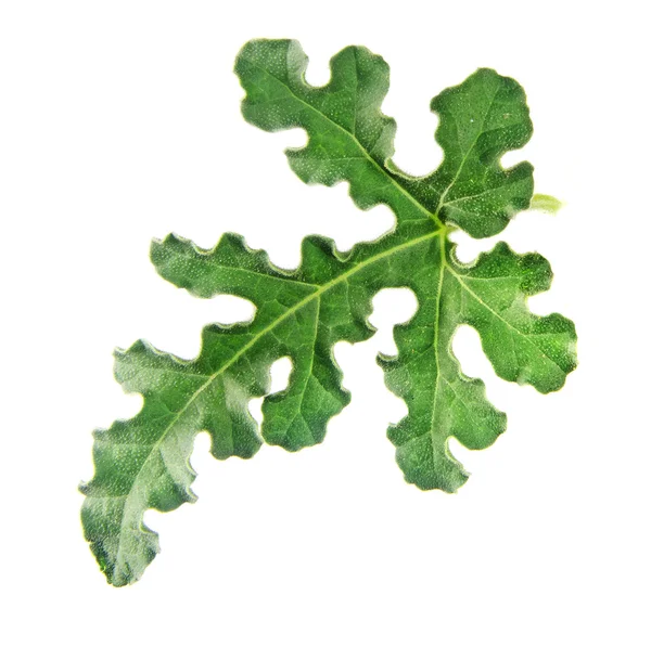 Rostlina; révy; bílá; pozadí; list; izolovaná; zblízka; DETA — Stock fotografie