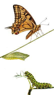 Close up of caterpillar , pupae, and swallowtail butterfly clipart