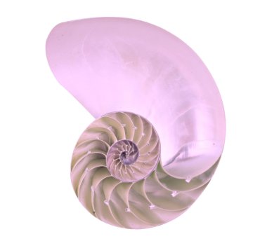 Nautilus shell clipart