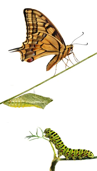 Primo piano di bruco, pupa e farfalla coda di rondine — Foto Stock