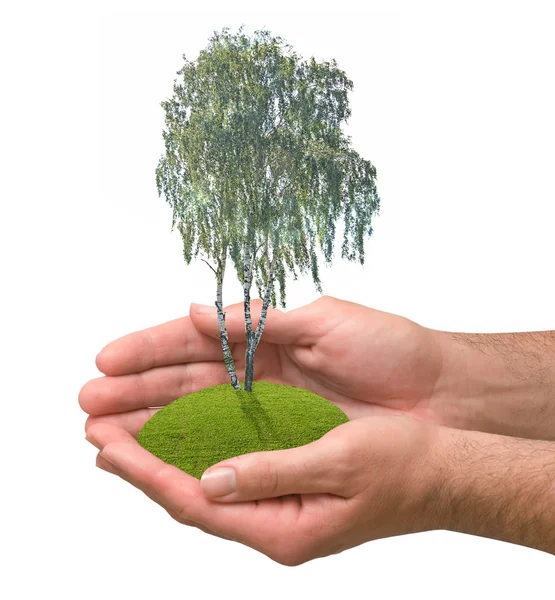 stock image Birch tree in hands