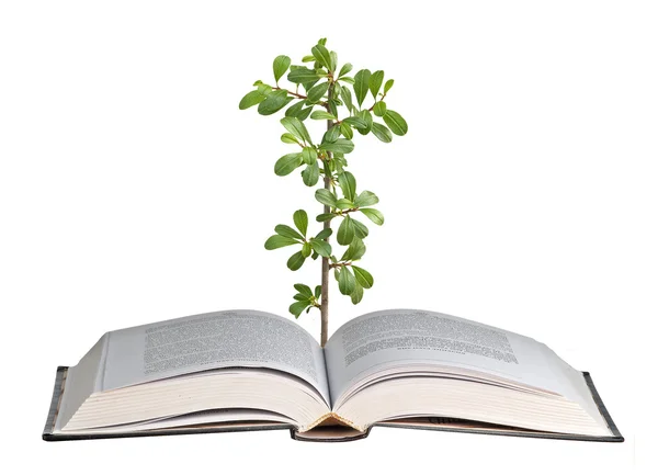 Roślina rośnie z otwartą książkę — Zdjęcie stockowe