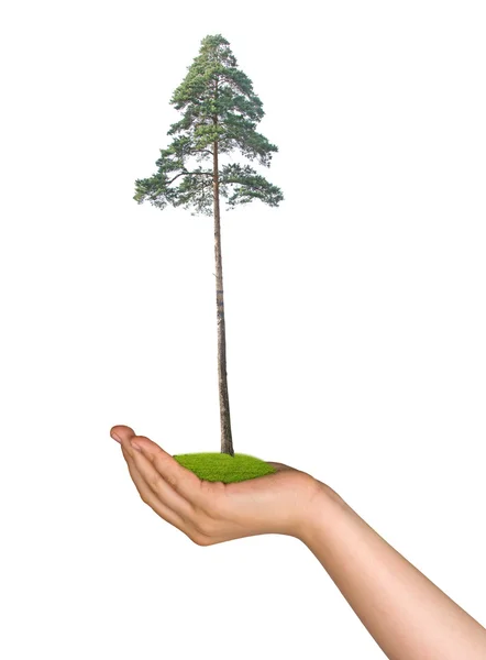 棵松树在手作为自然保护的象征 — 图库照片