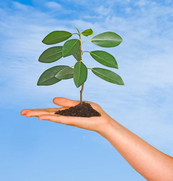 A sapling in hand as a symbol of nature protection — Stock Photo, Image