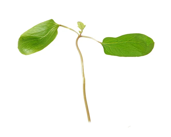 Plantgoed van castor olie plant met eerste bladeren — Stockfoto