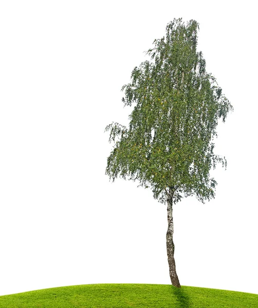 Дерева берези — стокове фото