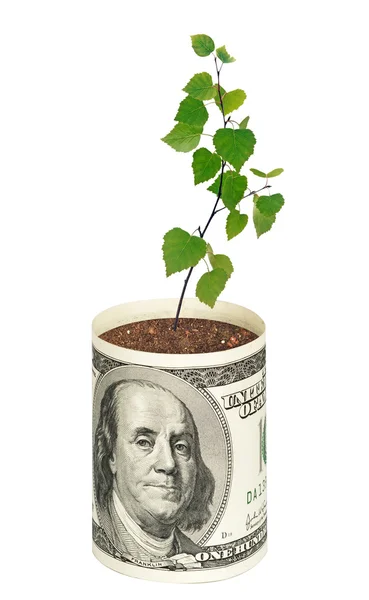 Bäumchen wachsen aus Dollarschein — Stockfoto