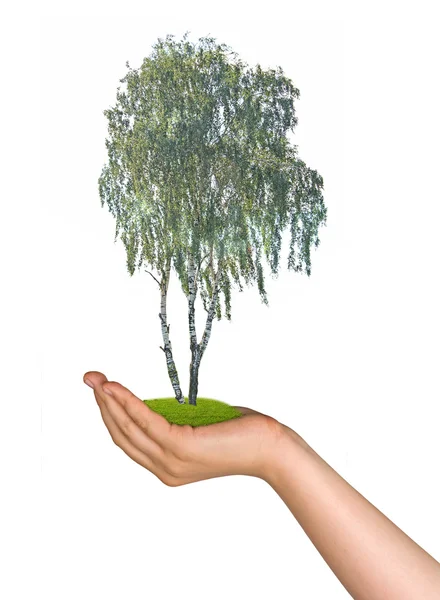 Birch tree in palm as a symbol of nature protection — Stock Photo, Image