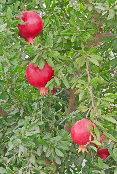 Zralé granátová jablka na stromě — Stock fotografie