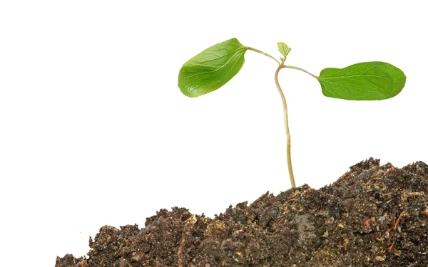 Bäumchen der Rizinusölpflanze mit den ersten Blättern — Stockfoto