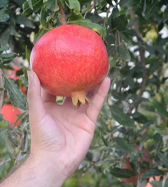 Granatapfel in der Hand — Stockfoto