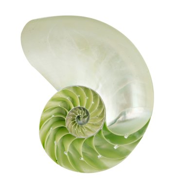 Nautilus shell clipart