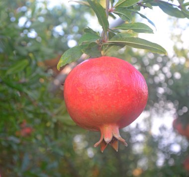 Ripe pomegranate on branch clipart