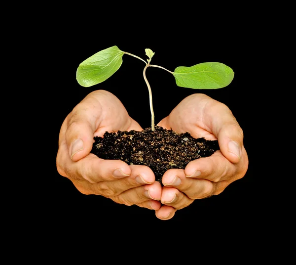 Hands with sapling — Stock Photo, Image