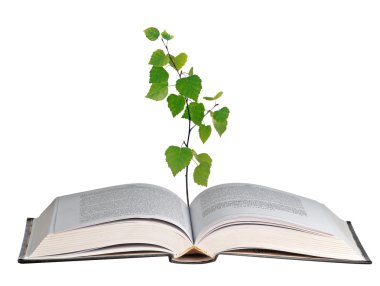 Sapling growing from open book clipart