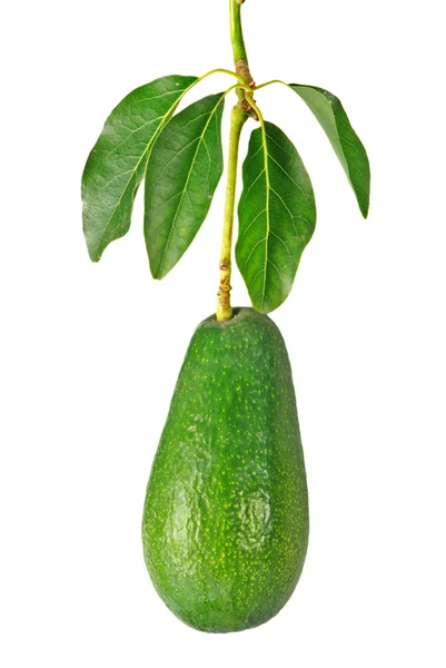 Zweig der Avocado — Stockfoto