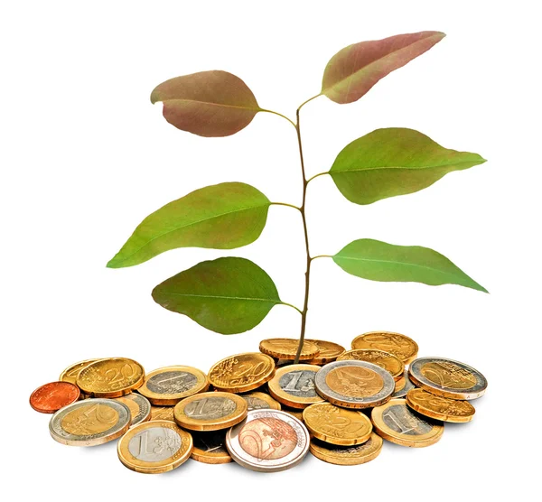 Planta som växer från högen av mynt — Stockfoto