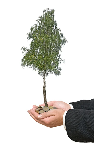 Palmeras con un árbol cultivado a partir de un montón de monedas —  Fotos de Stock