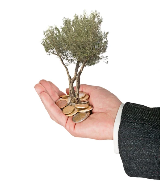Olivenbaum in Palme als Geschenk — Stockfoto