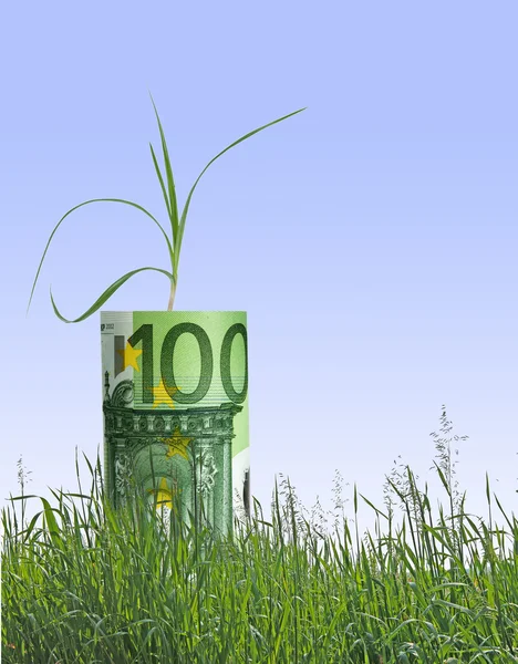 Plant groeit vanaf euro — Stockfoto