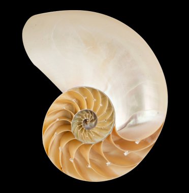 Nautilus shell clipart