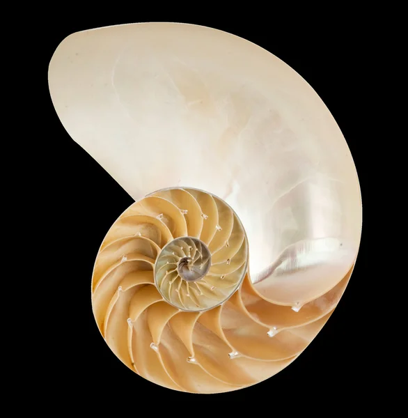 Guscio del Nautilus — Foto Stock