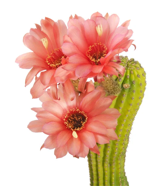 Cactus met rode bloemen geïsoleerd op witte achtergrond — Stockfoto