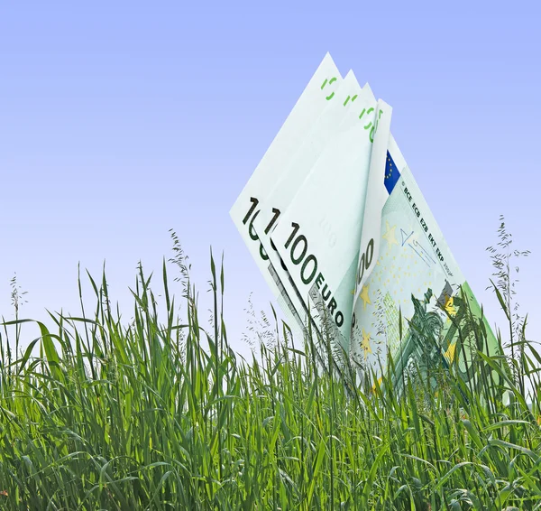 Euro growing from grass — Stock Photo, Image