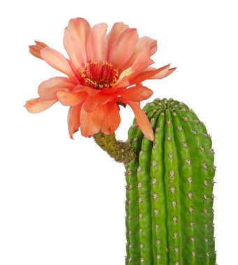 Cactus with red flowers isolated on white background