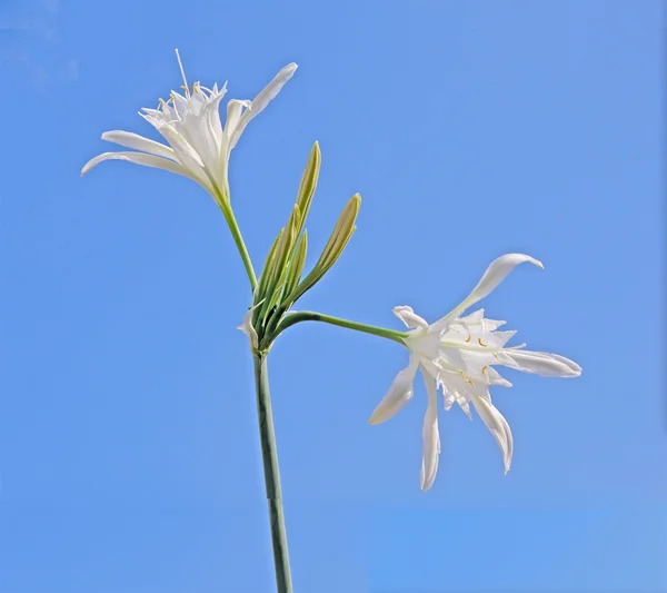 stock image White flower