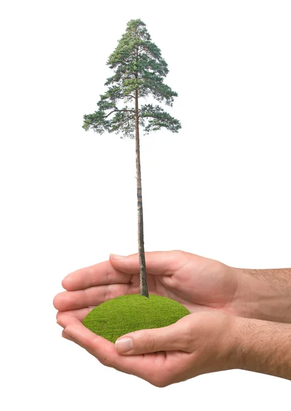 Tall träd i hand — Stockfoto
