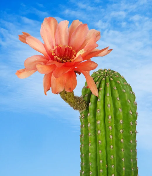 Cactus with red flower — Stock Photo, Image
