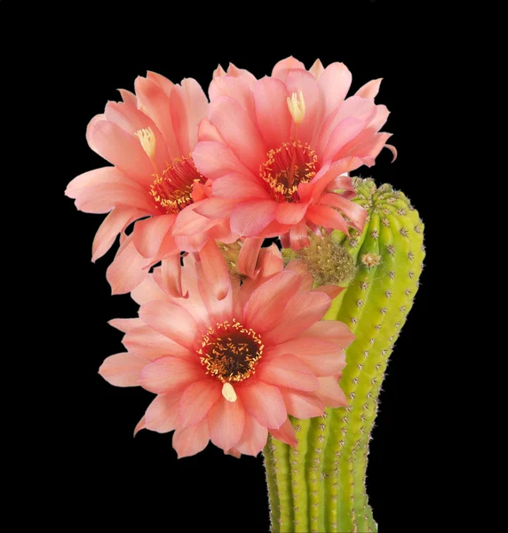Cactus met rode bloemen — Stockfoto
