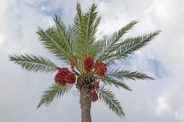 Päivämäärä palmu — kuvapankkivalokuva
