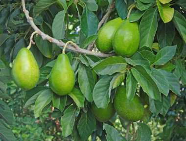 Branch of avocado clipart