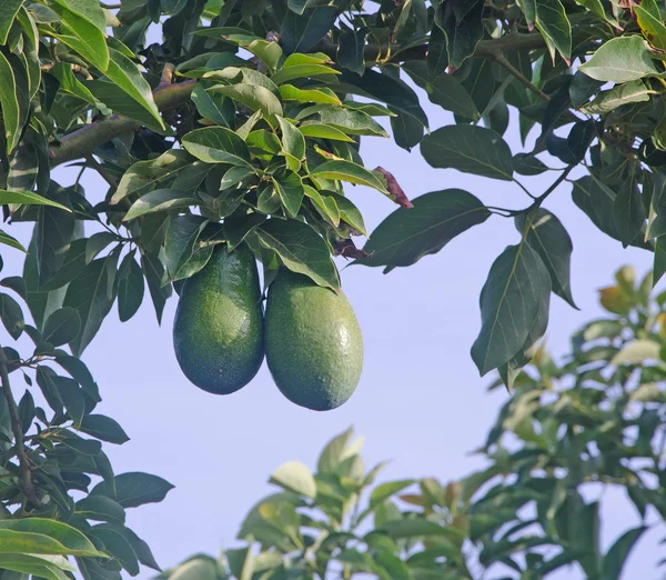 Tak van avocado — Stockfoto