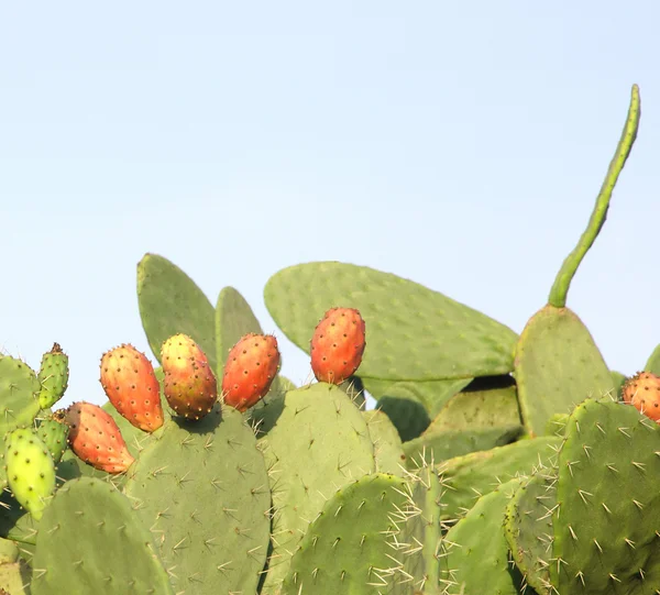 Detailní záběr opuntia kaktusy — Stock fotografie