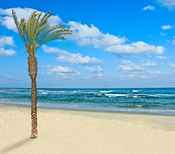 Palm op een strand — Stockfoto