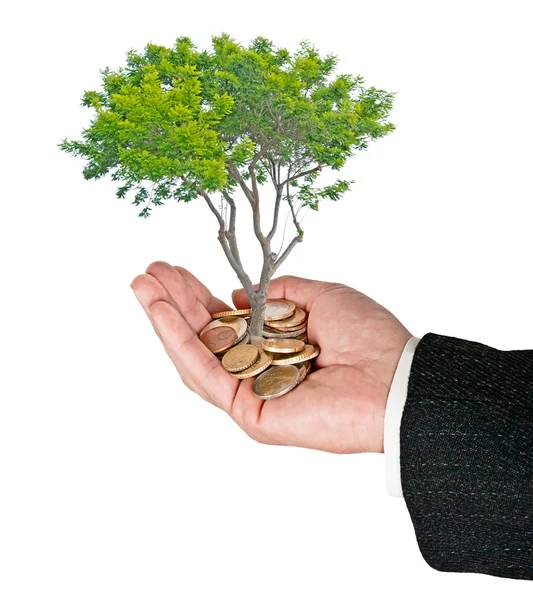 Palma com uma árvore que cresce a partir de pilha de moedas — Fotografia de Stock