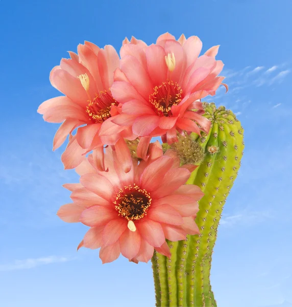 Kaktus z czerwony kwiat — Zdjęcie stockowe