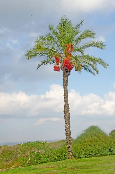 Palma na costa de Israel — Fotografia de Stock