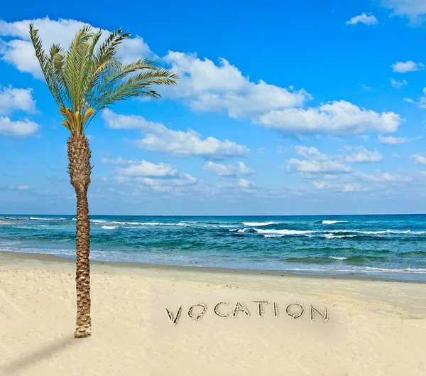 Palme auf einem Strand — Stockfoto