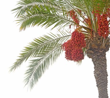 Date palm clipart