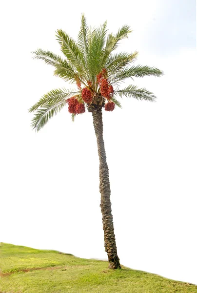 Päivämäärä palmu — kuvapankkivalokuva